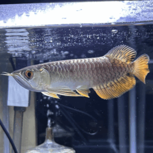 アロワナ - 熱帯魚の通信販売『あくさぽ』