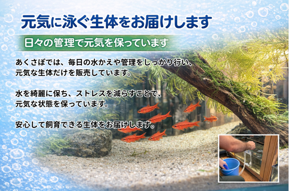 元気な生体をお届けします