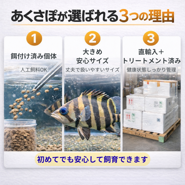 ダトニオプラスワン(人工飼料食べます)※引き取り限定 2026年最新】Yahoo!オークション -ダトニオ プラスワンの中古品・新品