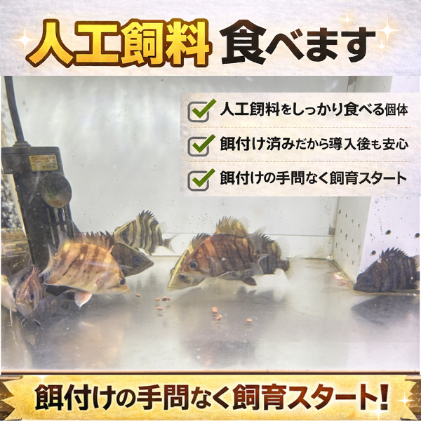 ダトニオプラスワン(人工飼料食べます)※引き取り限定 ダトニオ プラスワン スマトラタイガー 10〜12cm 人工飼料餌付け済み