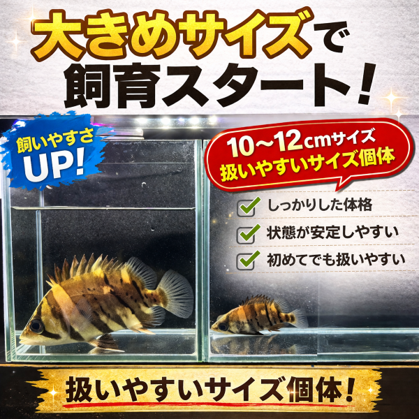 ダトニオプラスワン(人工飼料食べます)※引き取り限定 Yahoo!オークション - 「ダトニオプラスワン」ペット、生き物の落札