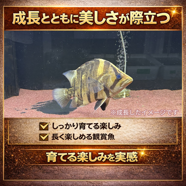 ダトニオ プラスワン スマトラタイガー 10〜12cm 人工飼料餌付け済み
