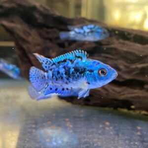 FISH-BD-01