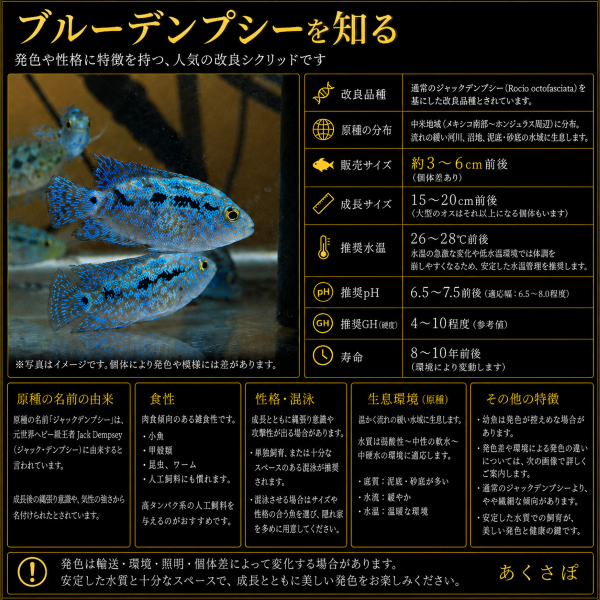 FISH-BD-01