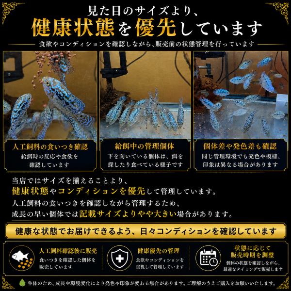 FISH-BD-01